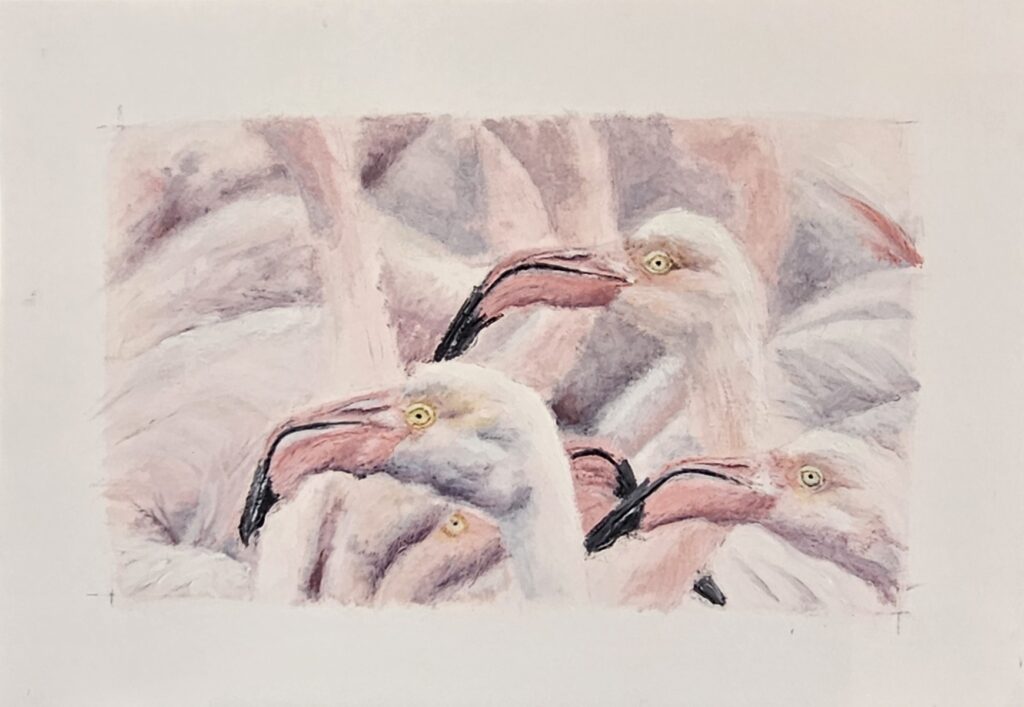 Flamingos